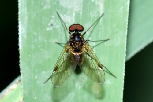 Chrysopilus cristatus